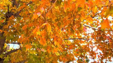 秋天变黄的树叶五角枫枝叶